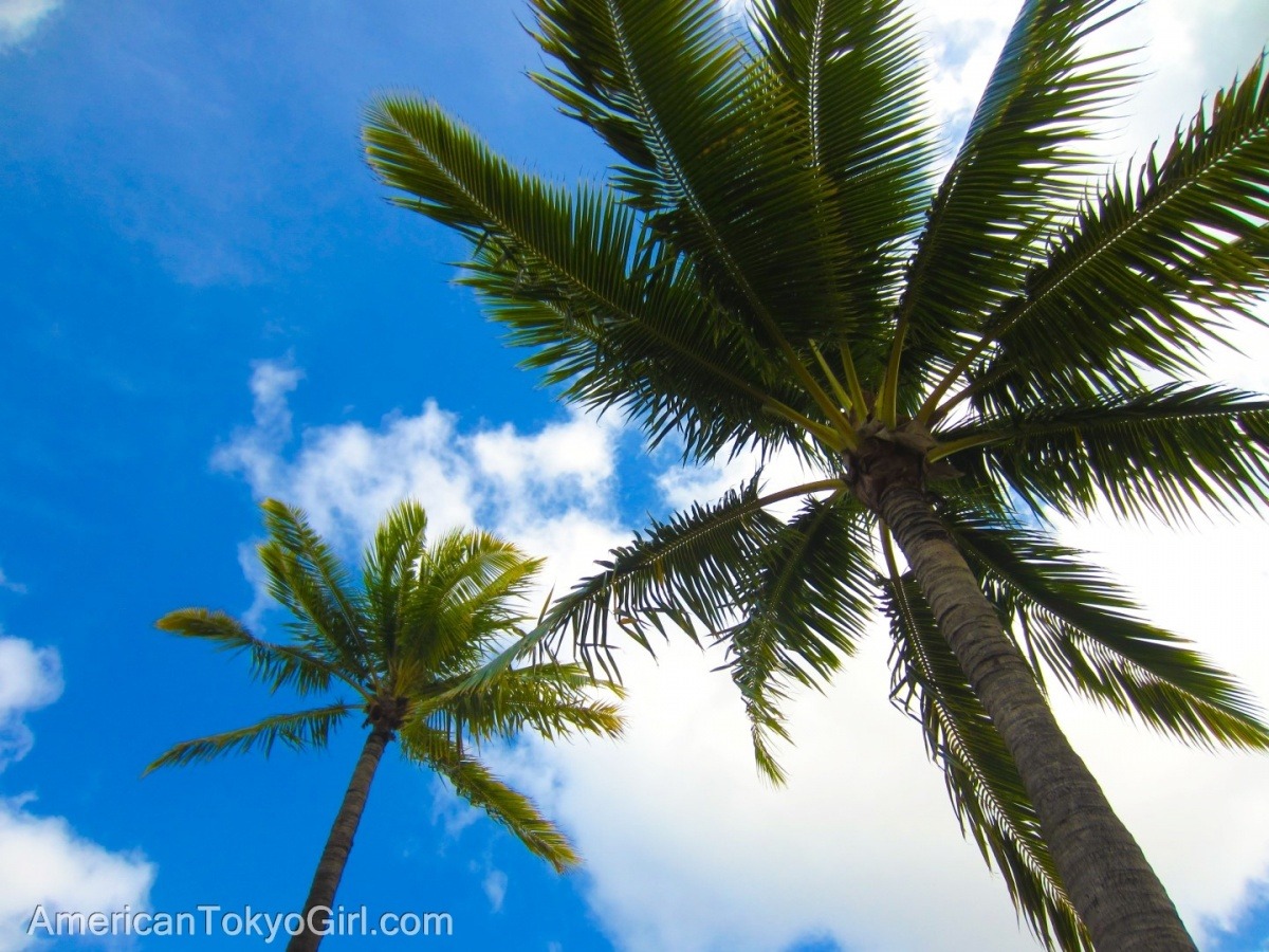 Palm Trees / ハワイ　やしの木(Oahu-Hawaii)