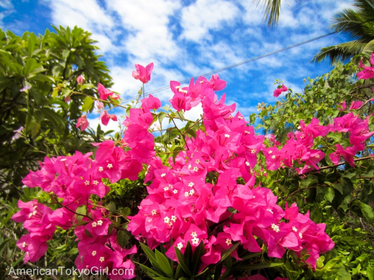 ブーゲンビリア(Oahu-Hawaii)