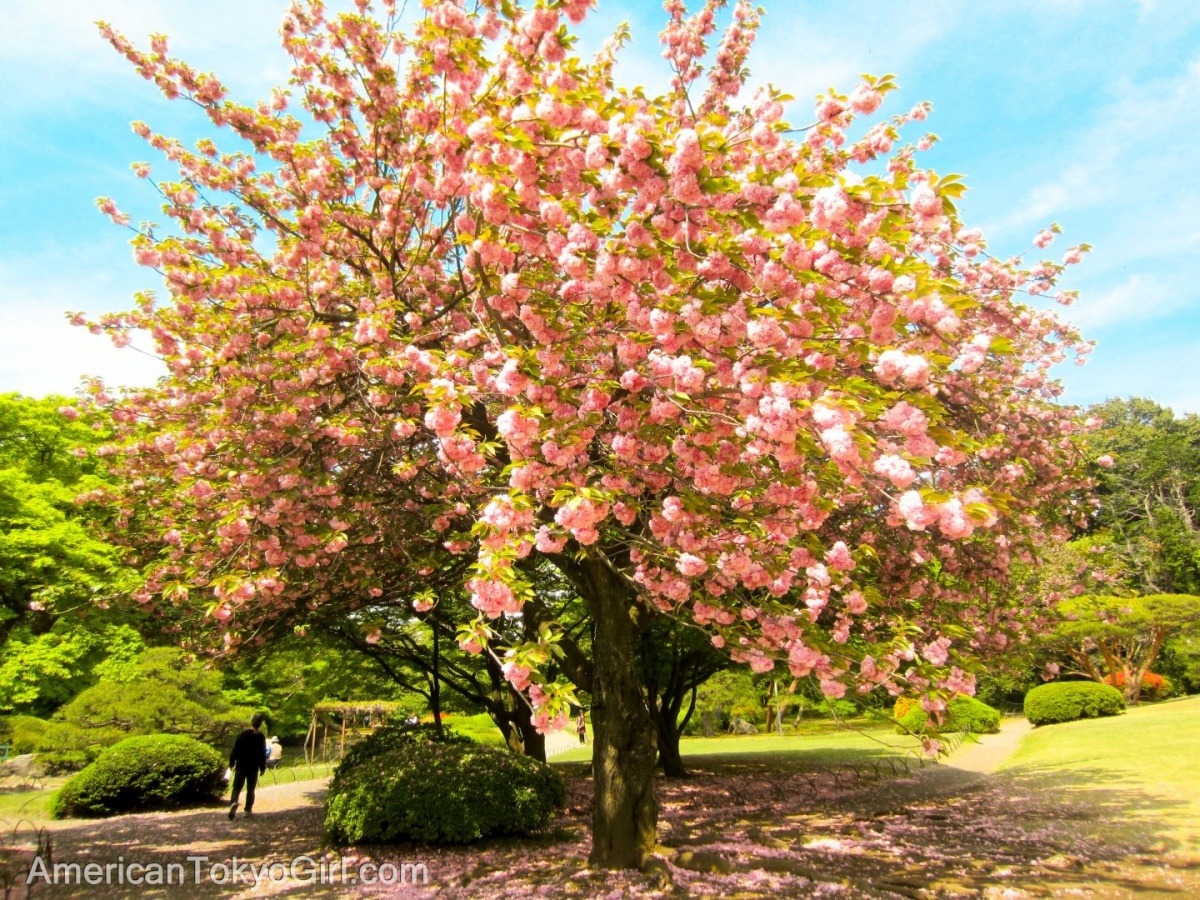 japan-cherry-blossom-日本の桜
