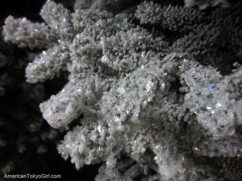 アメリカでクリスマスツリー-生木-作りもの