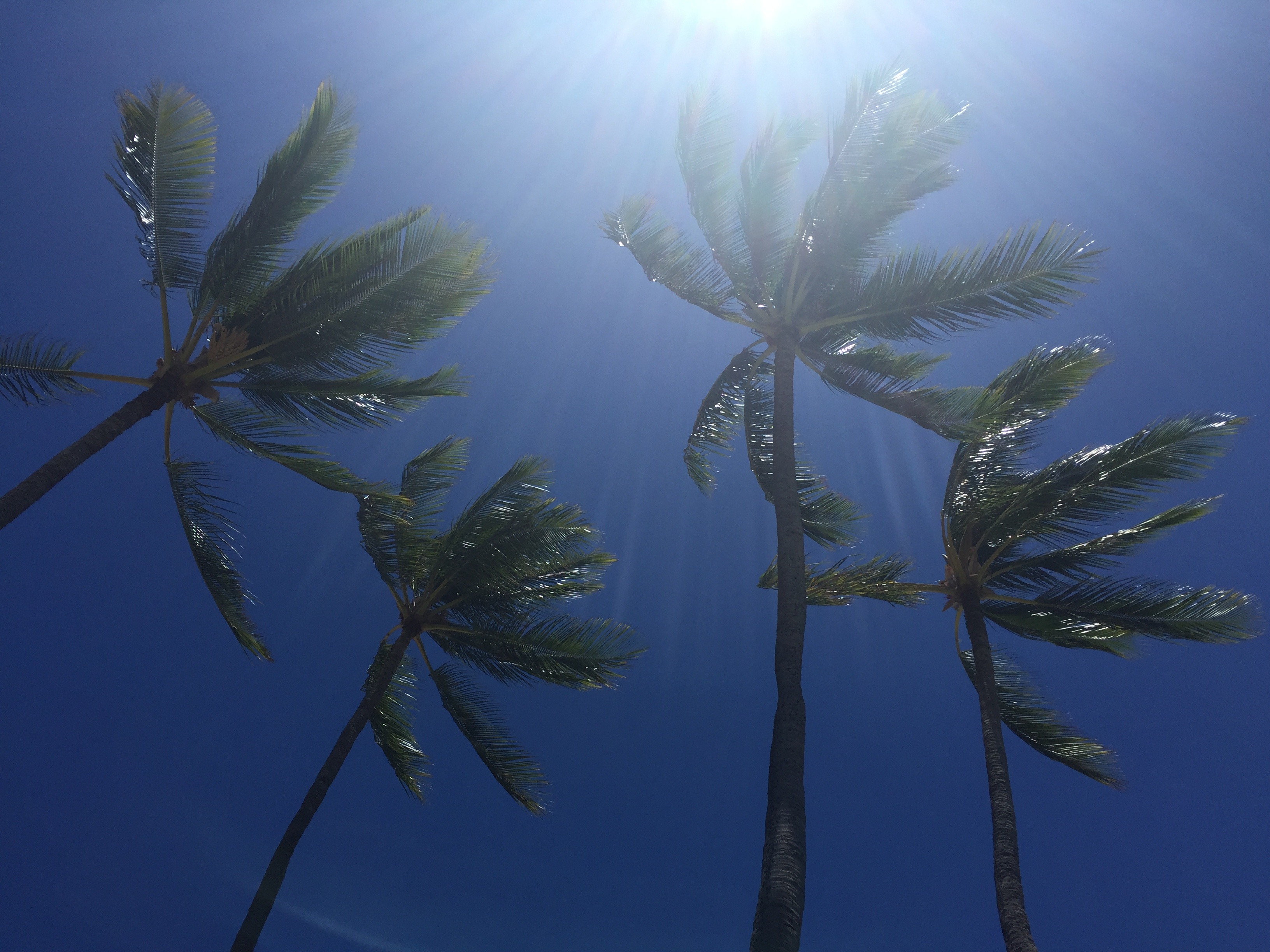 ハワイランチおすすめワイキキ-ハワイロコ人気店-ハワイヤシの木