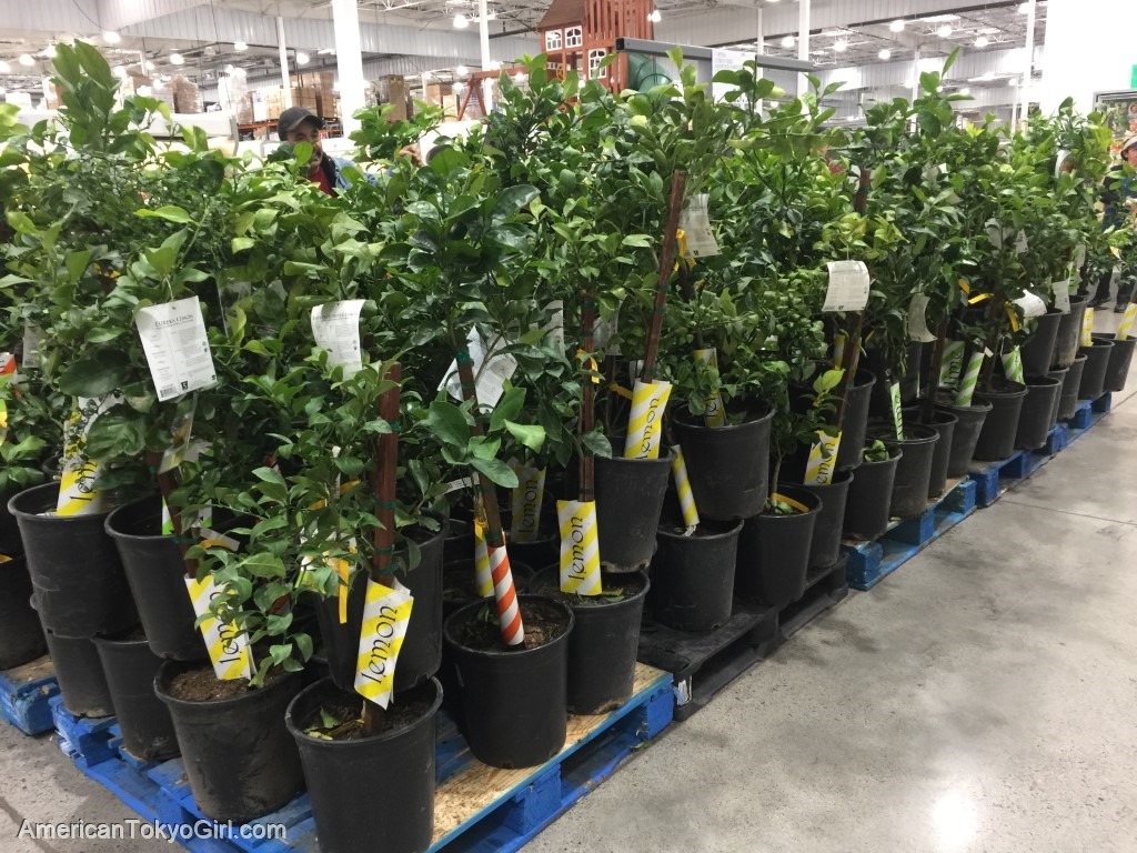 ラスベガスコストコの意外な商品-レモンの木